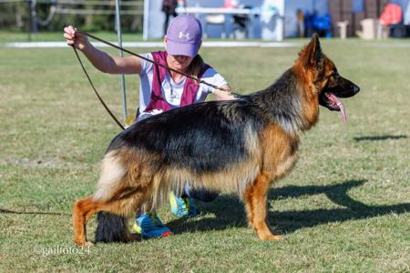 German Shepherd Dog (Long Stock Coat) for sale by MICHETTO