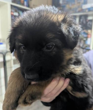 German Shepherd Dog (Long Stock Coat) puppy for sale by MICHELLEROVETTO
