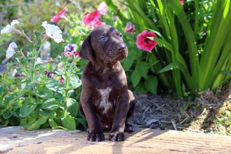 German Shorthaired Pointer puppy for sale by DARLINHART