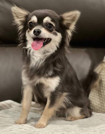 Chihuahua (Long Coat) for sale by ELITEFRENCHY