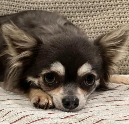 Chihuahua (Long Coat) for sale by ELITEFRENCHY