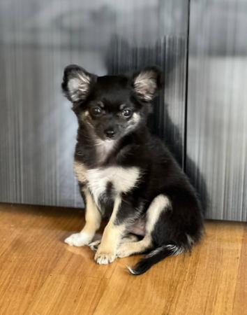Chihuahua (Long Coat) for sale by ELITEFRENCHY
