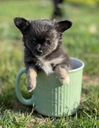 Chihuahua (Long Coat) for sale by ELITEFRENCHY