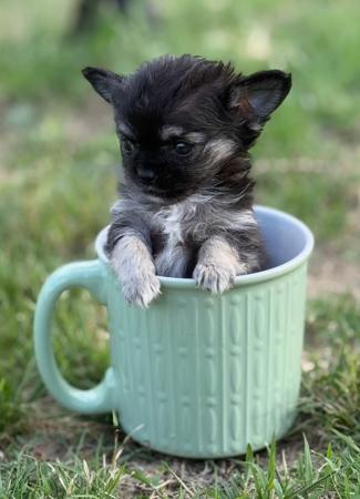 Chihuahua (Long Coat) for sale by ELITEFRENCHY