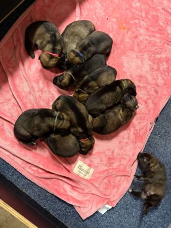 German Shepherd Dog puppy for sale by VONROOK