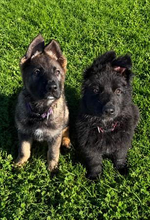 German Shepherd Dog puppy for sale by VONROOK