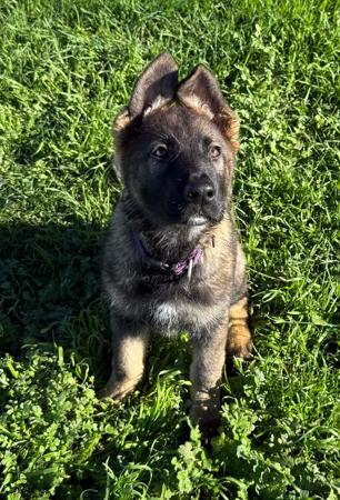German Shepherd Dog puppy for sale by VONROOK