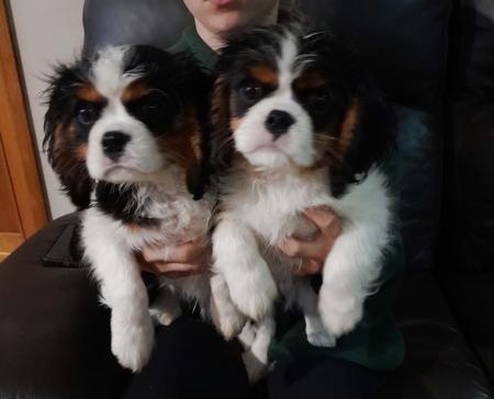 Cavalier King Charles Spaniel puppy for sale by REAVLEY