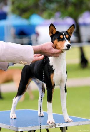 Basenji dog for sale by ZANDEENA