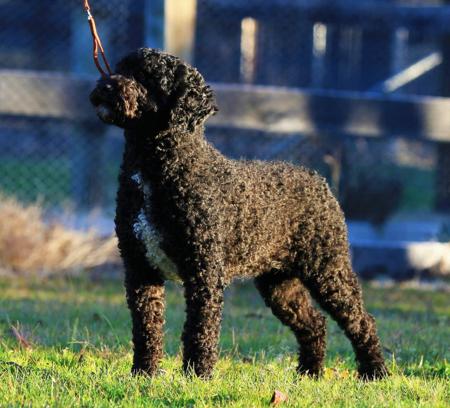 Spanish Water Dog dog for sale by ZANDEENA