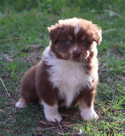 Australian Shepherd puppy for sale by ZEDRIC