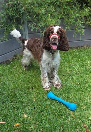 English Springer Spaniel puppy for sale by SANDICAM