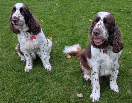 English Springer Spaniel dog for sale by SANDICAM
