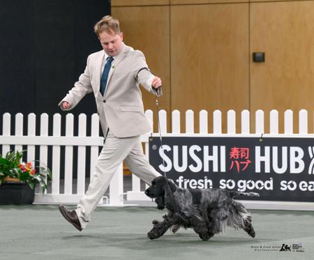 Cocker Spaniel for sale by KOLBEACH