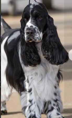 Cocker Spaniel for sale by KOLBEACH