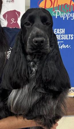 Cocker Spaniel for sale by KOLBEACHSA