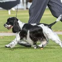 Cocker Spaniel for sale by KOLBEACH