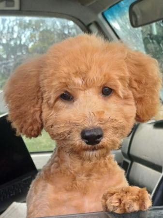Poodle (Miniature) puppy for sale by DONNELLE
