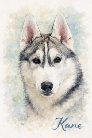 Siberian Husky puppy for sale by RIVERSRUN