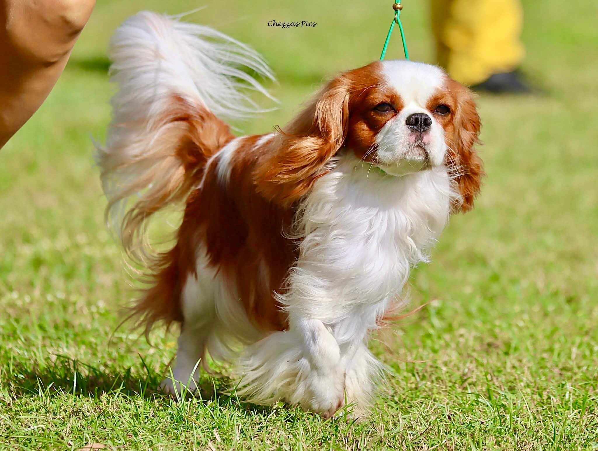 Aust Ch Kahleyvale Masterkard Magik Cavalier King Charles Spaniel ...