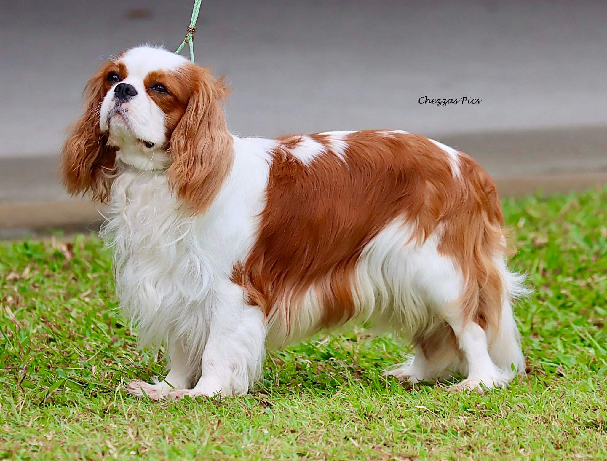 Aust Ch Kahleyvale Masterkard Magik Cavalier King Charles Spaniel ...