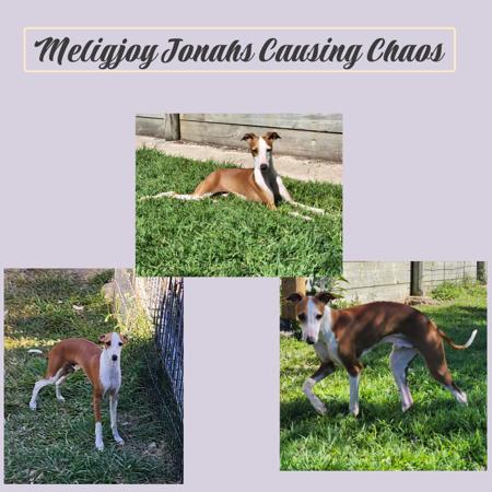 Italian Greyhound dog for sale by MEDIAEVALAGE