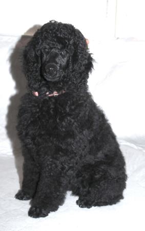 Poodle (Miniature) puppy for sale by TANNAH