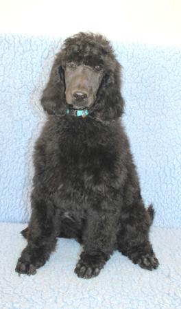 Poodle (Standard) puppy for sale by TANNAH