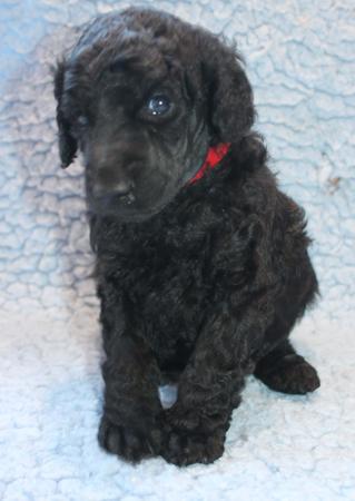 Poodle (Standard) puppy for sale by TANNAH