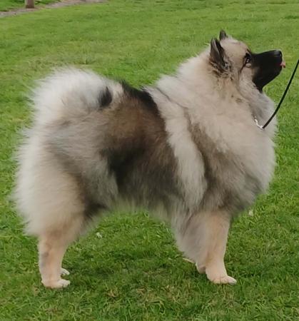Aust Ch Venlo Simply Irresistible Keeshond