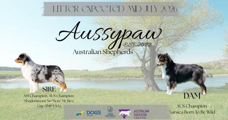 Australian Shepherd for sale by AUSSYPAW