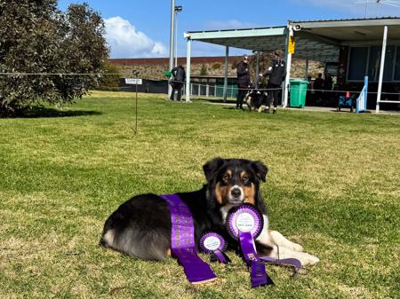 Australian Shepherd for sale by AUSSYPAW