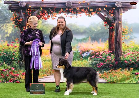 Australian Shepherd for sale by AUSSYPAW