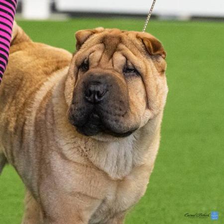Shar Pei puppy for sale by SAMMYSEFF