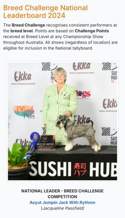 Schnauzer (Miniature) for sale by AUSBOUTIQ