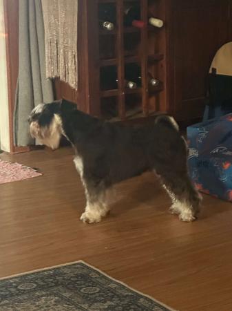 Schnauzer (Miniature) for sale by AUSBOUTIQU