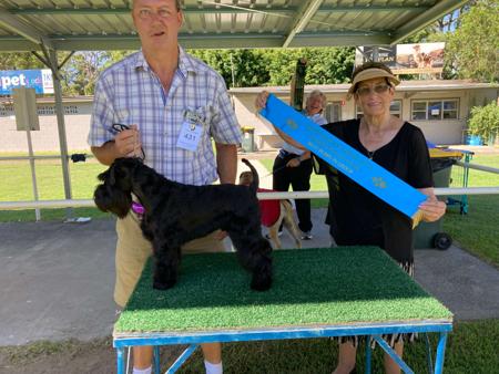 Schnauzer (Miniature) for sale by AUSBOUTIQU