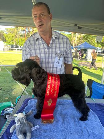 Schnauzer (Miniature) for sale by AUSBOUTIQU