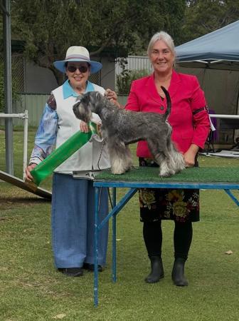 Schnauzer (Miniature) puppy for sale by AUSBOUTIQ