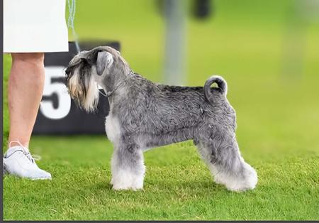 Schnauzer (Miniature) for sale by AUSBOUTIQU