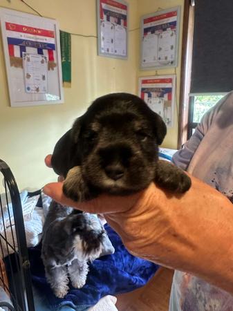 Schnauzer (Miniature) for sale by AUSBOUTIQU