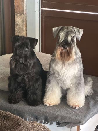 Schnauzer (Miniature) for sale by AUSBOUTIQU