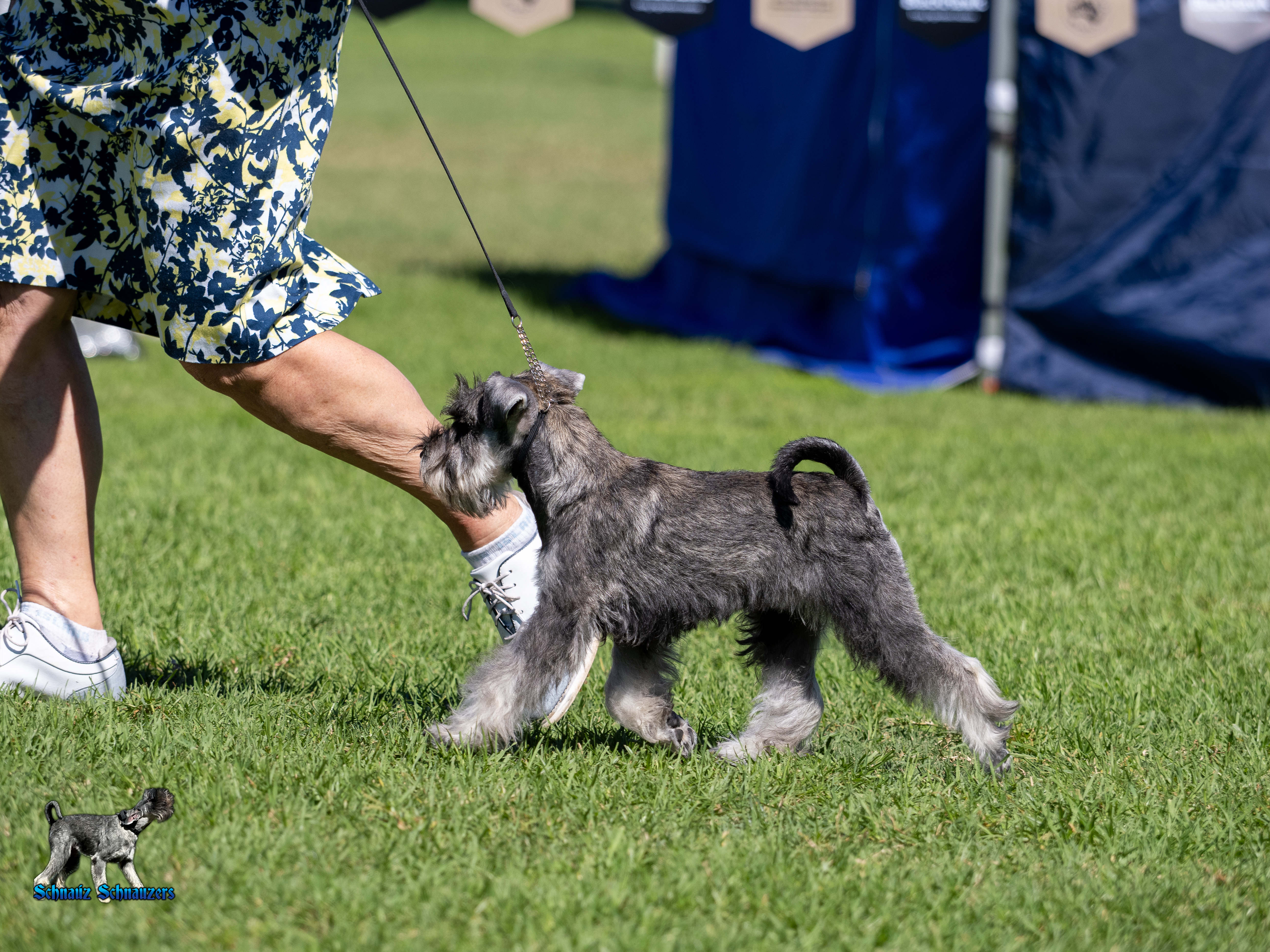 Schnauzer (Miniature) for sale by AUSBOUTIQU