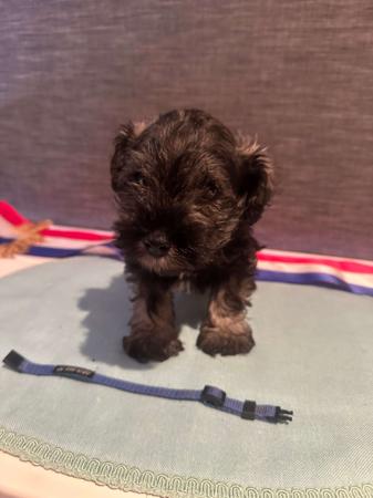 Schnauzer (Miniature) puppy for sale by AUSBOUTIQ