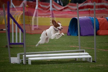 Brittany for sale by KYLIBRI