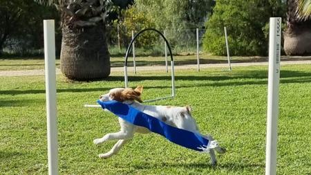 Brittany for sale by KYLIBRI