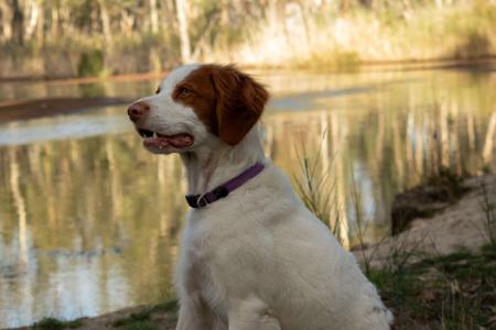 Brittany for sale by KYLIBRI