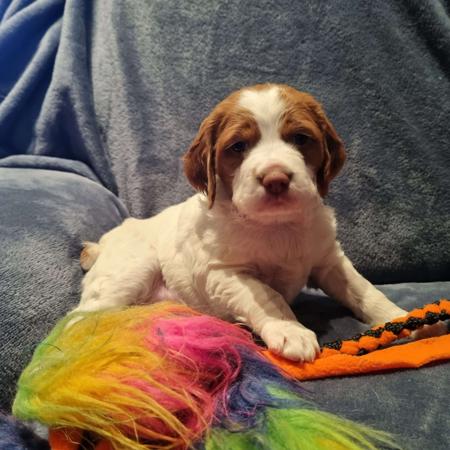 Brittany for sale by KYLIBRI