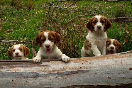 Brittany for sale by AROCONNOR