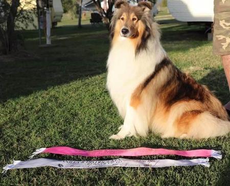 Collie (Rough) for sale by BALEDDA